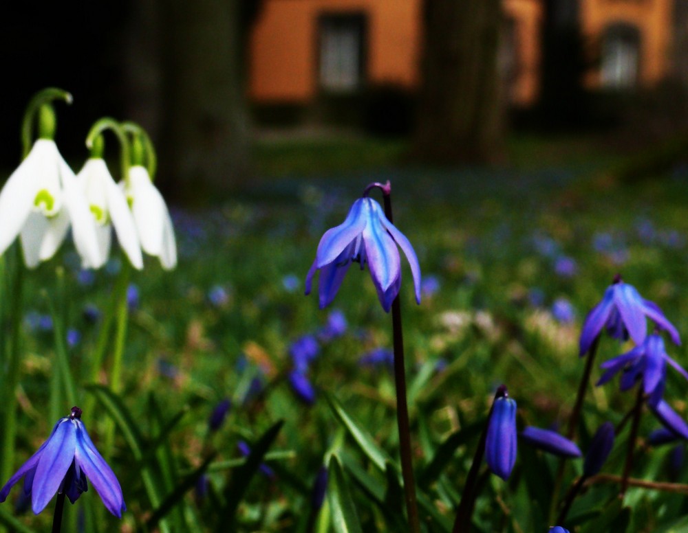 Blaustern mit Schneeglöckchen