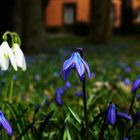 Blaustern mit Schneeglöckchen