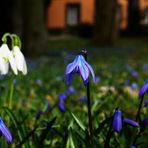 Blaustern mit Schneeglöckchen