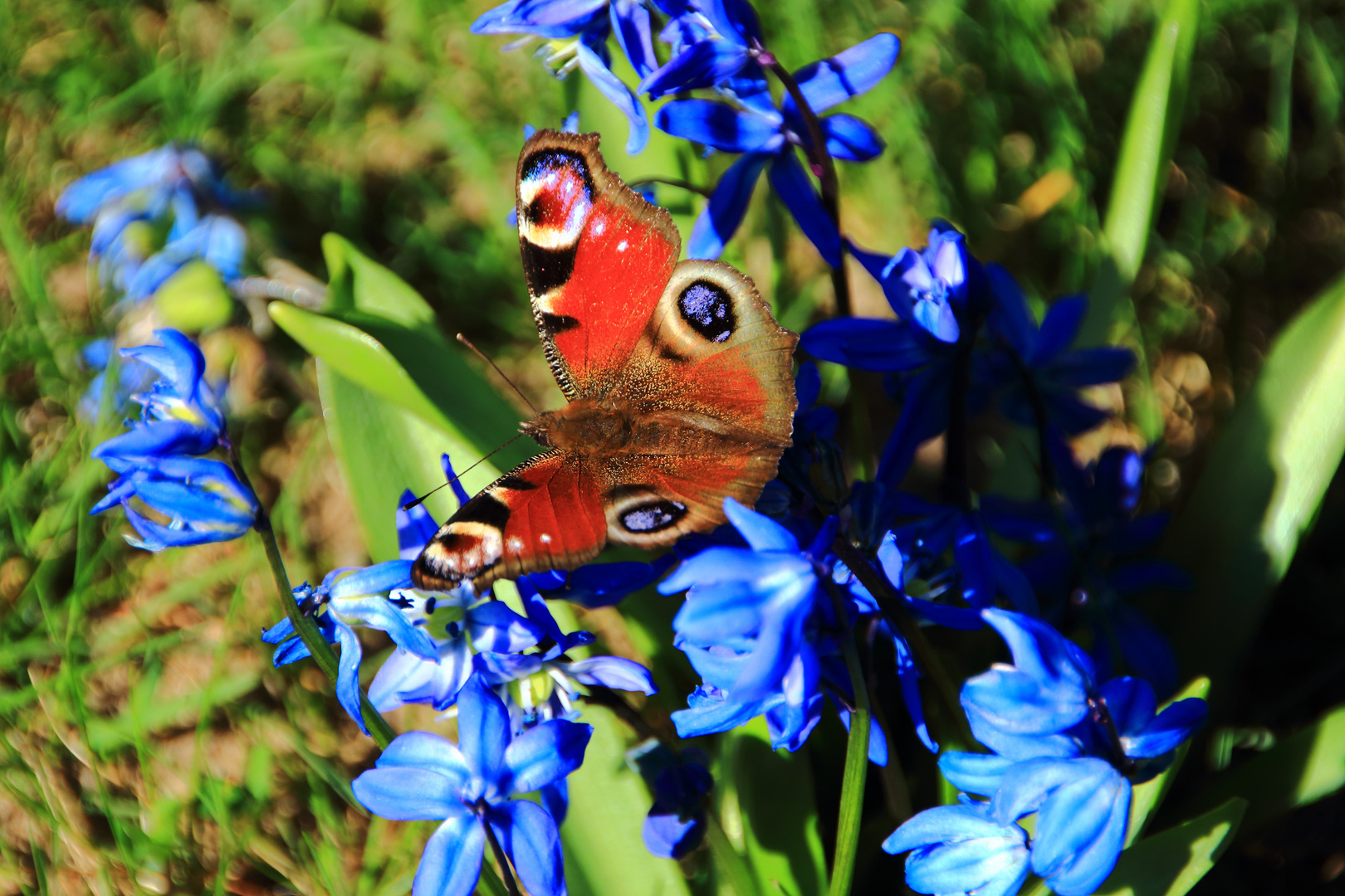 Blaustern mit Tagpfauenauge 