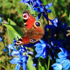 Blaustern mit Tagpfauenauge 