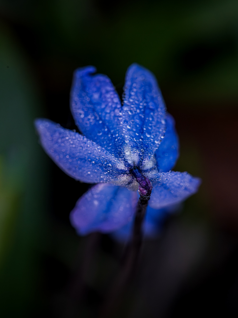 Blaustern Nahaufnahme 