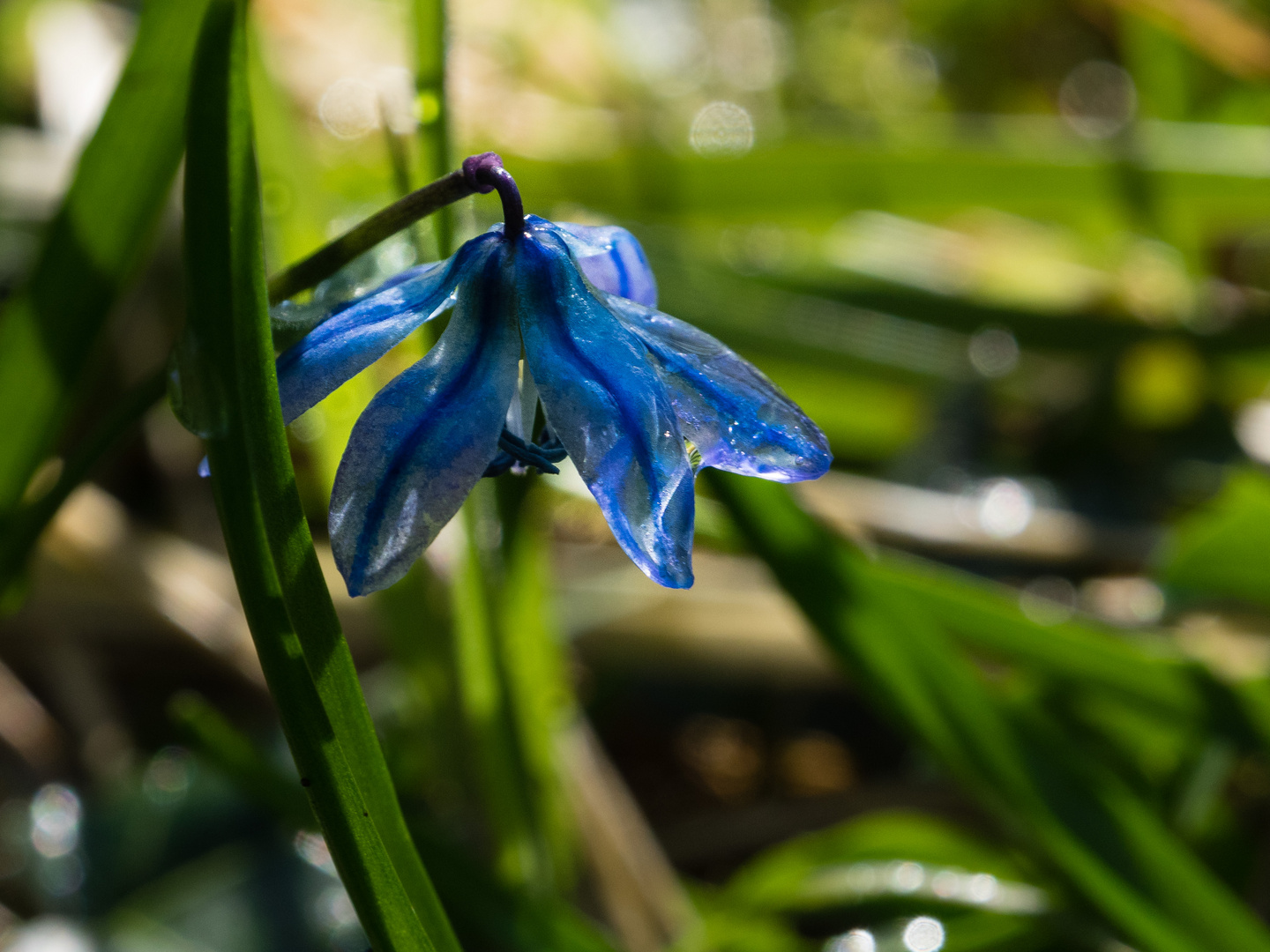 Blaustern, nass