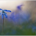 Blaustern (Scilla)