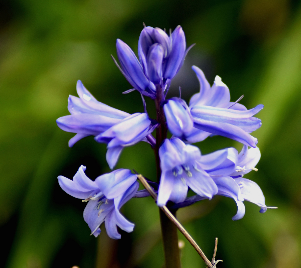 Blaustern (Scilla)