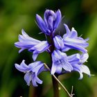 Blaustern (Scilla)