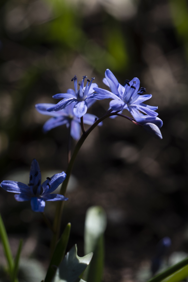 Blaustern Scilla