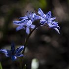 Blaustern Scilla