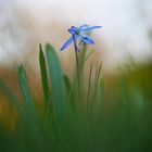 Blaustern (Scilla)