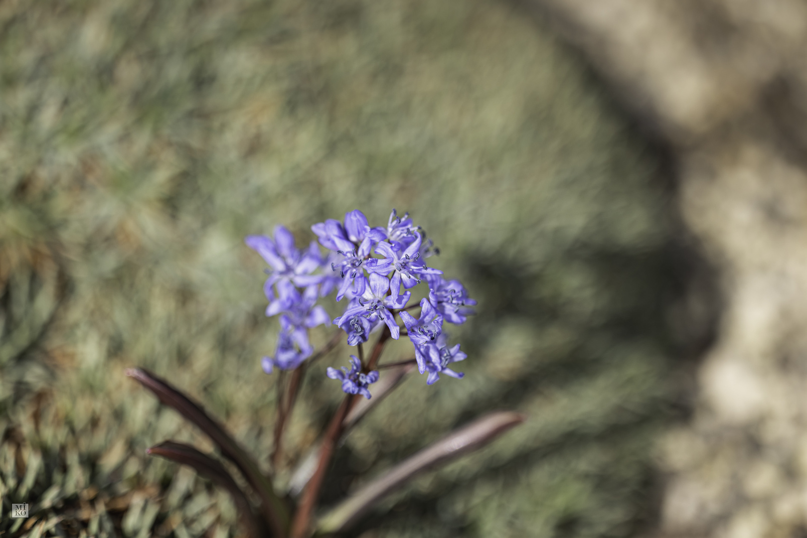 Blaustern - Scilla