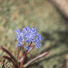 Blaustern - Scilla