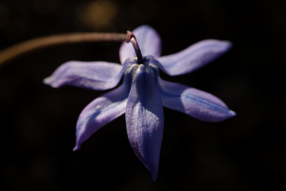 Blaustern (Scilla)