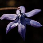 Blaustern (Scilla)