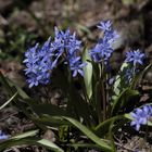 Blaustern Scilla