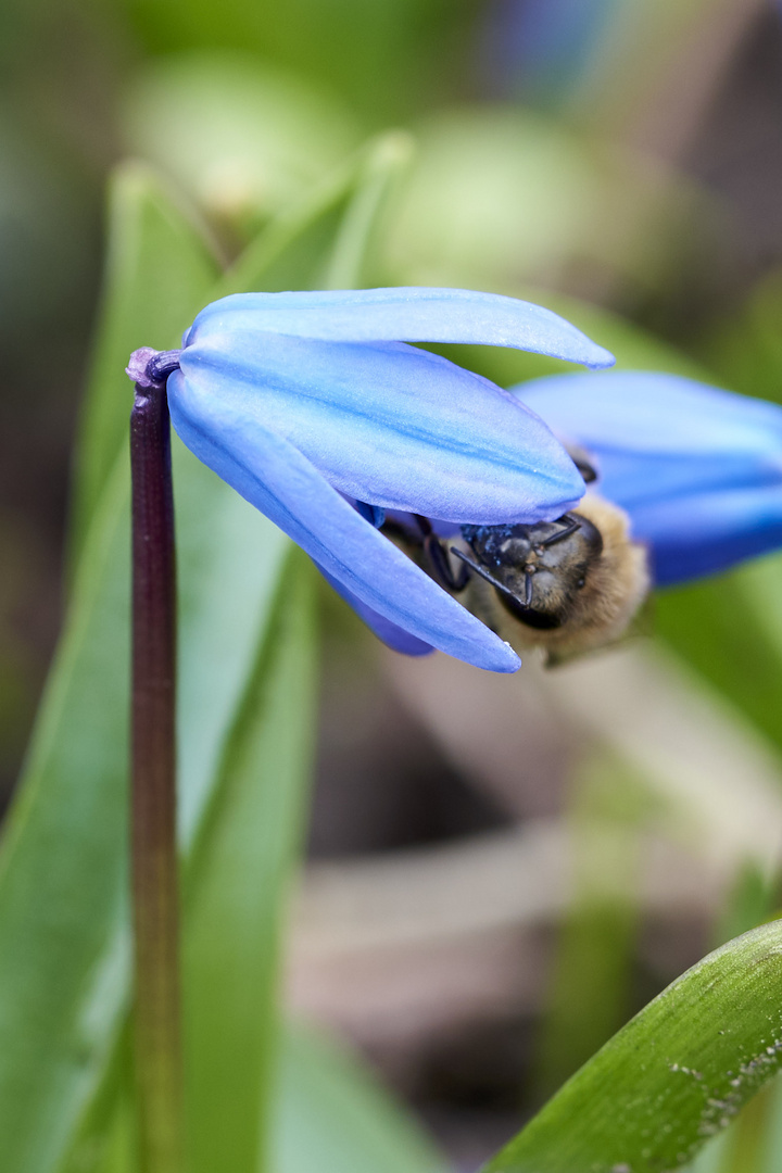 Blaustern (Scilla) auf dem Lindener Bergfriedhof 1