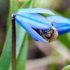 Blaustern (Scilla) auf dem Lindener Bergfriedhof 1