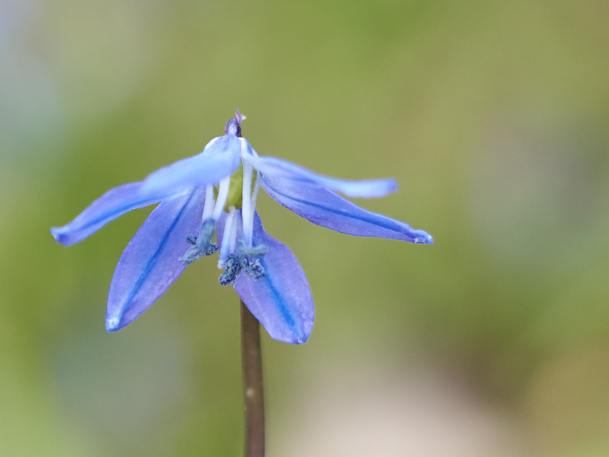 Blaustern (Scilla) auf dem Lindener Bergfriedhof 2