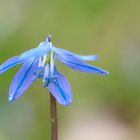 Blaustern (Scilla) auf dem Lindener Bergfriedhof 2