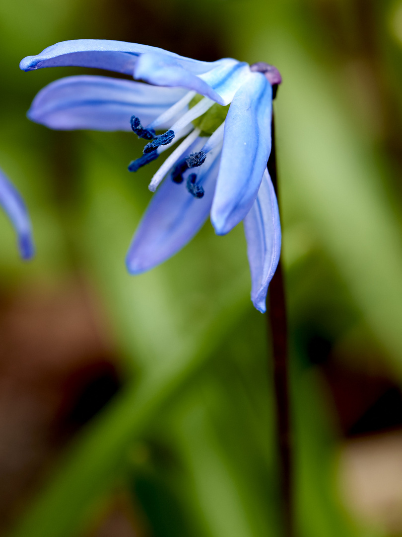 Blaustern (Scilla) auf dem Lindener Bergfriedhof 3