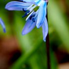 Blaustern (Scilla) auf dem Lindener Bergfriedhof 3