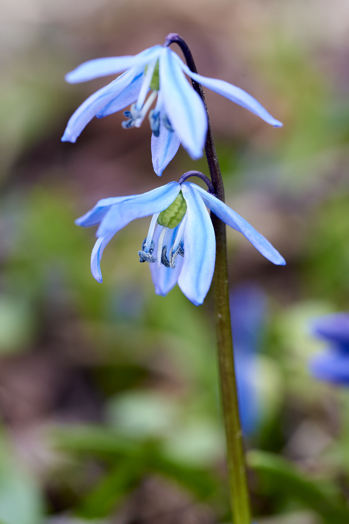 Blaustern (Scilla) auf dem Lindener Bergfriedhof