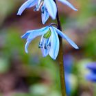 Blaustern (Scilla) auf dem Lindener Bergfriedhof