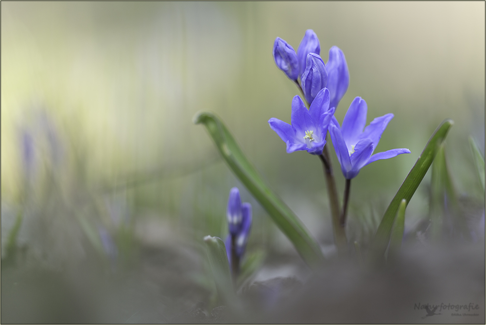 blaustern ( scilla bifolia ) 01/13