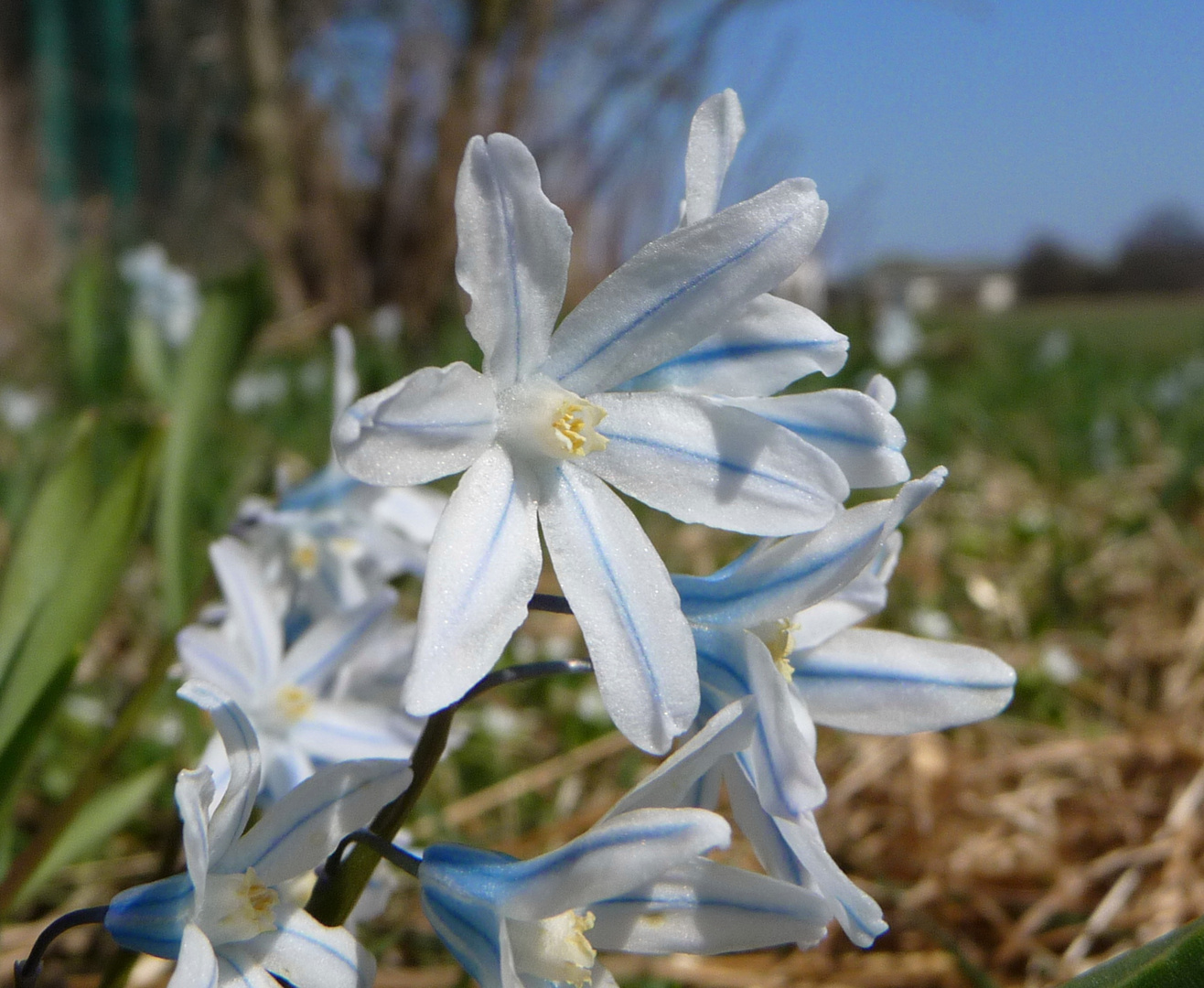 Blaustern (Scilla bifolia)