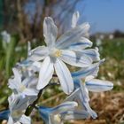 Blaustern (Scilla bifolia)