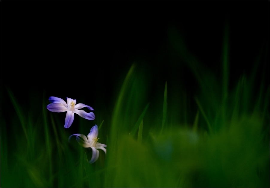 Blaustern (Scilla bifolia)