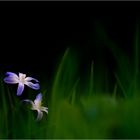 Blaustern (Scilla bifolia)