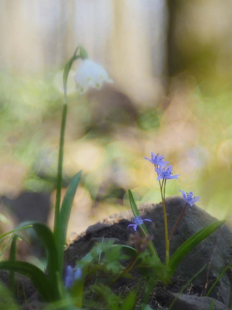 Blaustern, (Scilla bifolia)