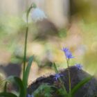 Blaustern, (Scilla bifolia)