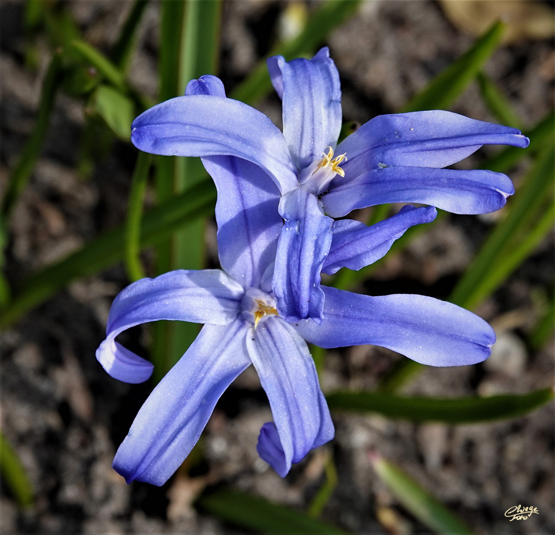 Blaustern (Scilla bifolia)