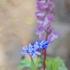 Blaustern, (Scilla bifolia)