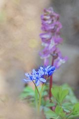 Blaustern, (Scilla bifolia)