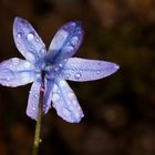 Blaustern (Scilla)