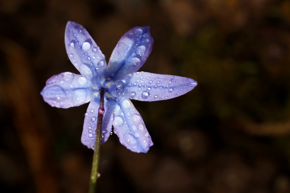 Blaustern (Scilla)