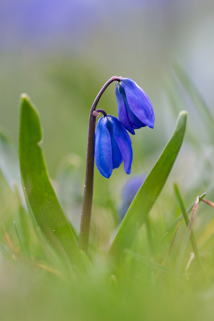 Blaustern (Scilla)