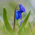 Blaustern (Scilla)