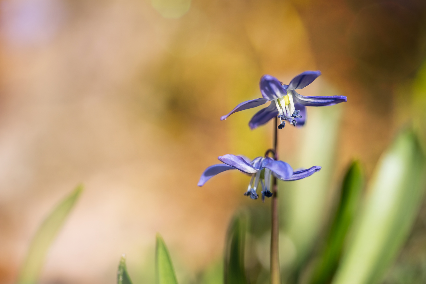 Blaustern ( Scilla siberica)