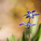 Blaustern ( Scilla siberica)