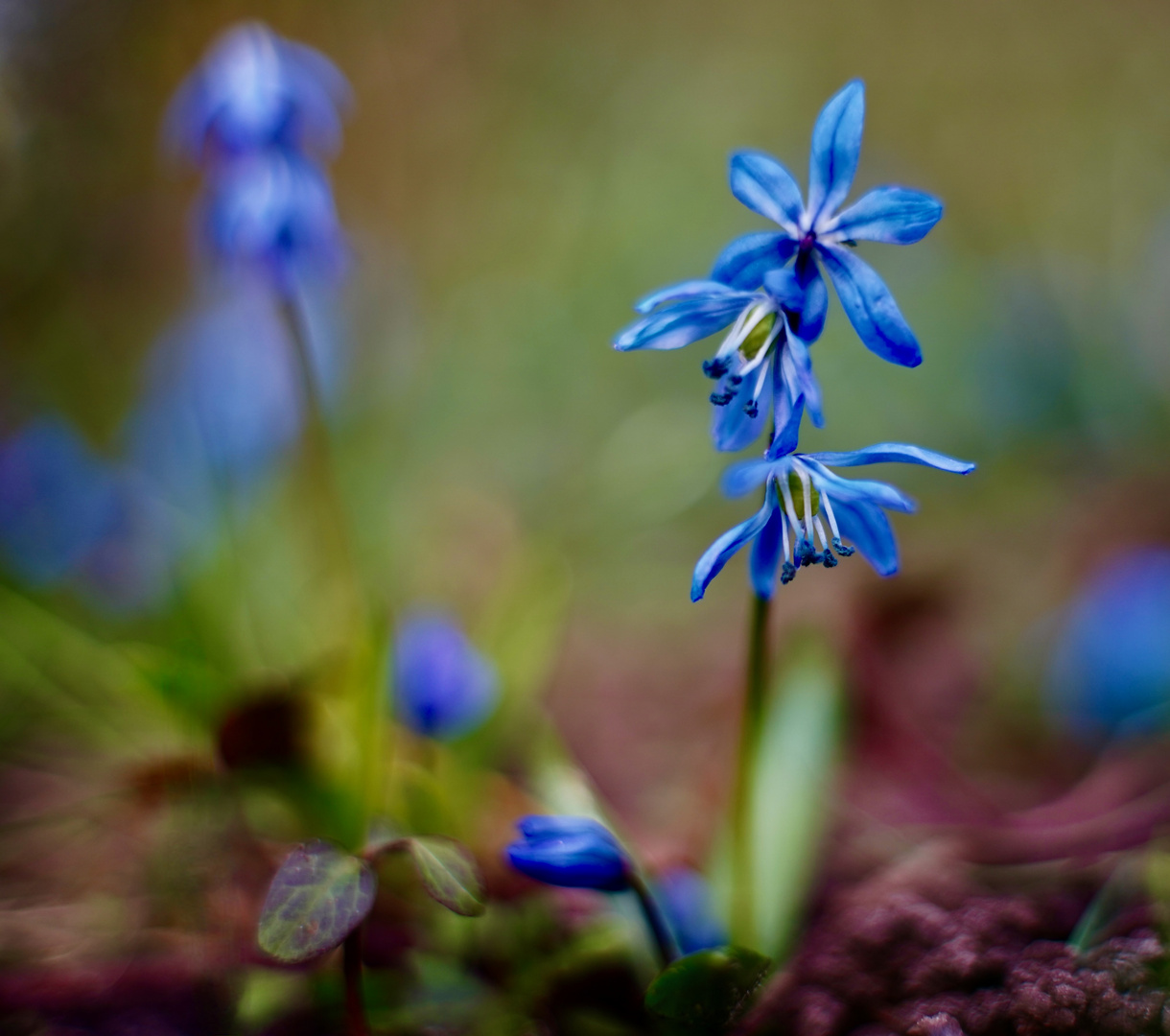 Blausternchen