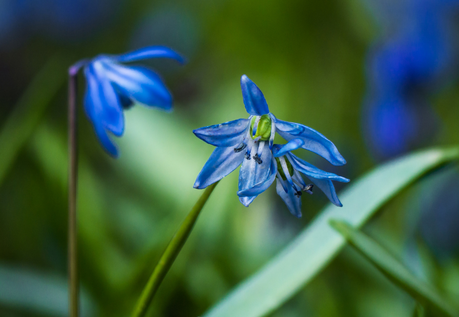 Blausternchen