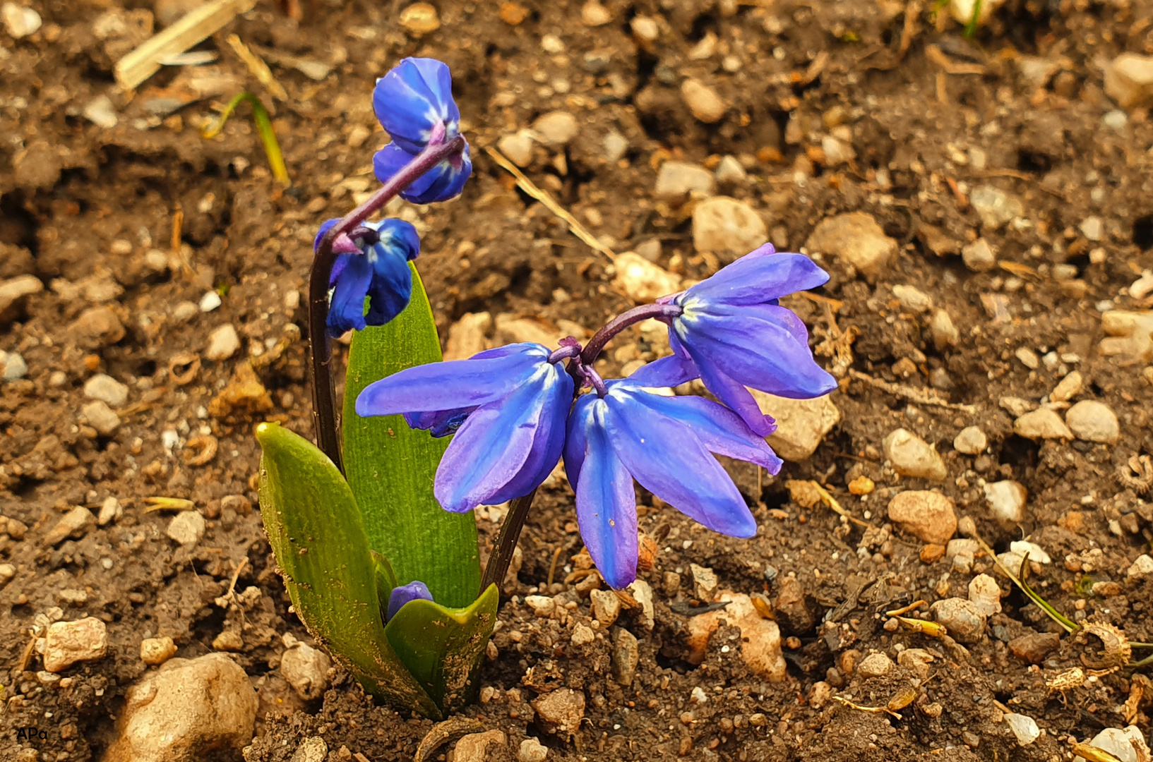 **Blausternchen**