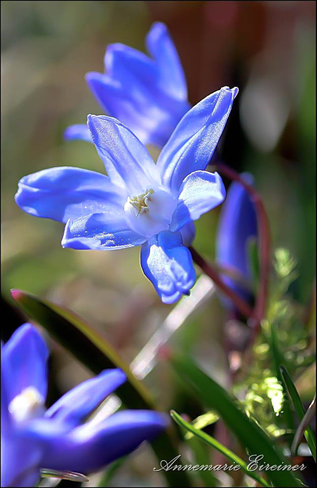 Blausternchen