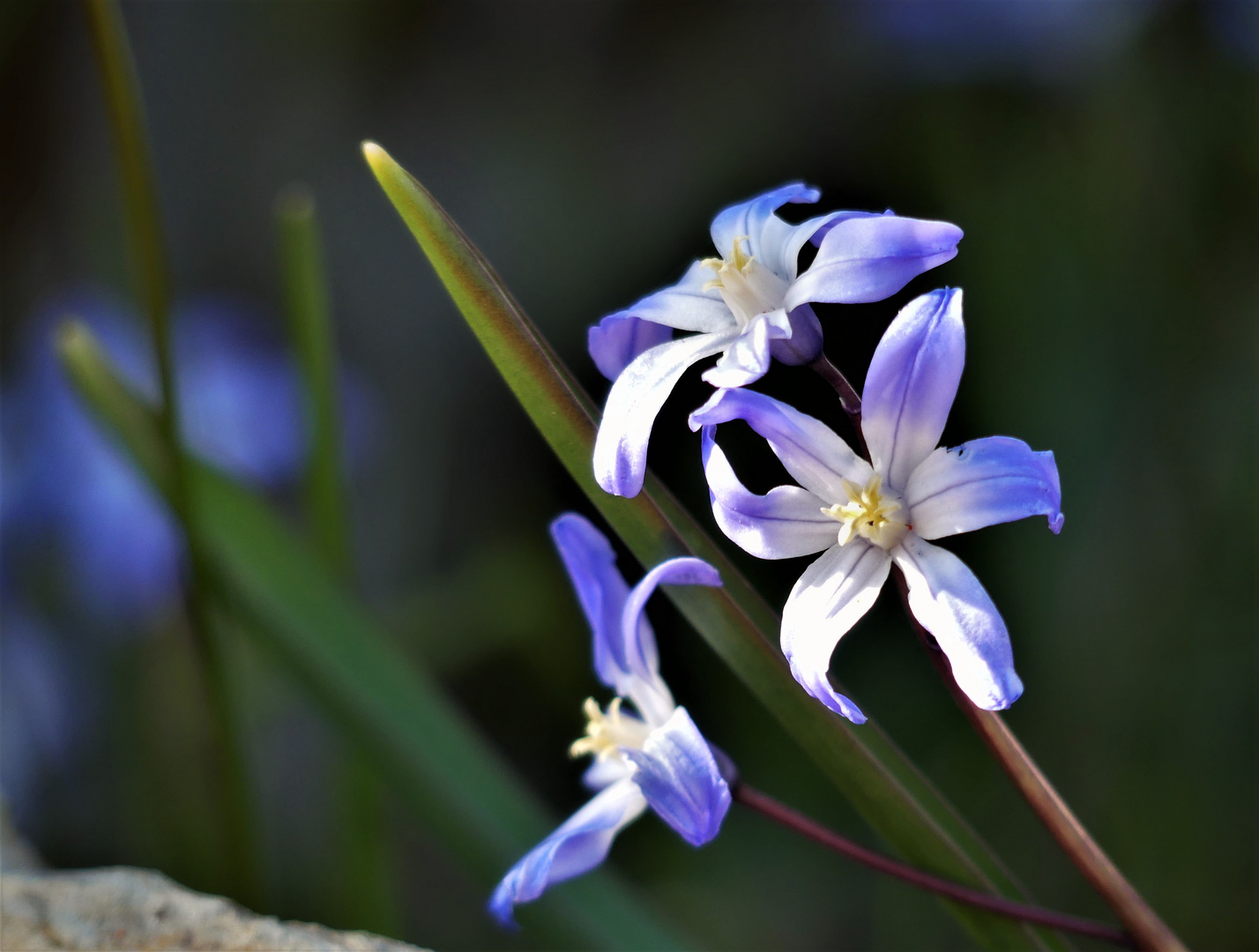 Blausternchen