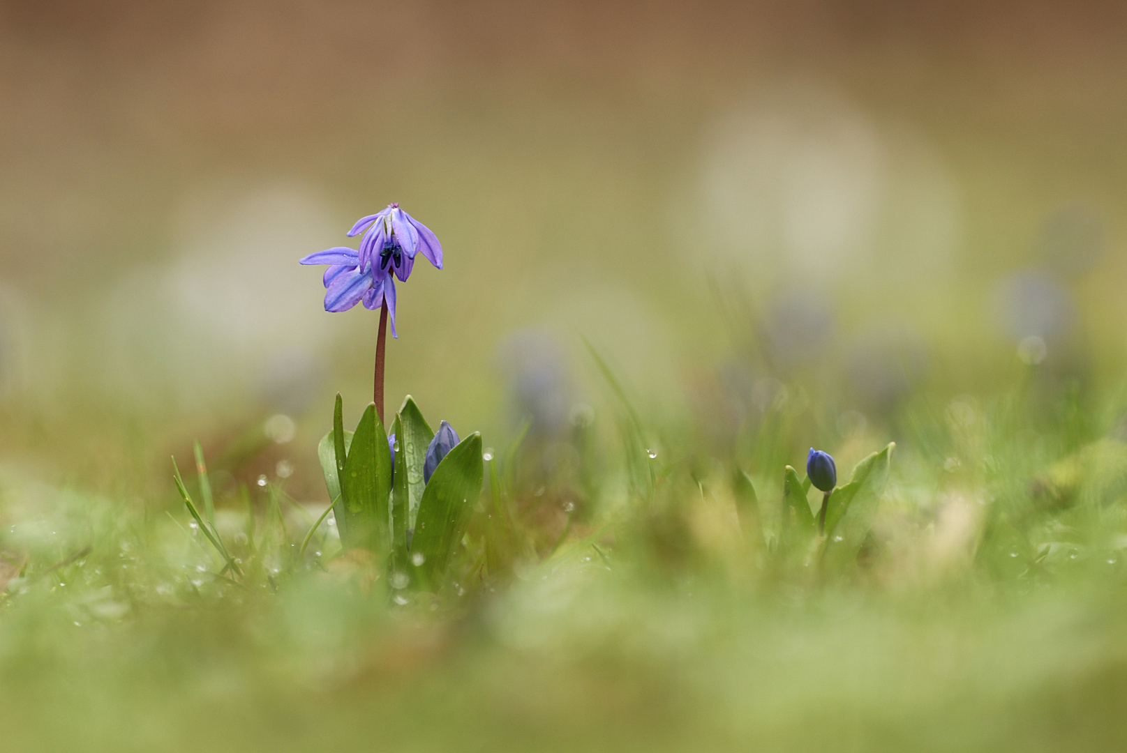 Blausternchen