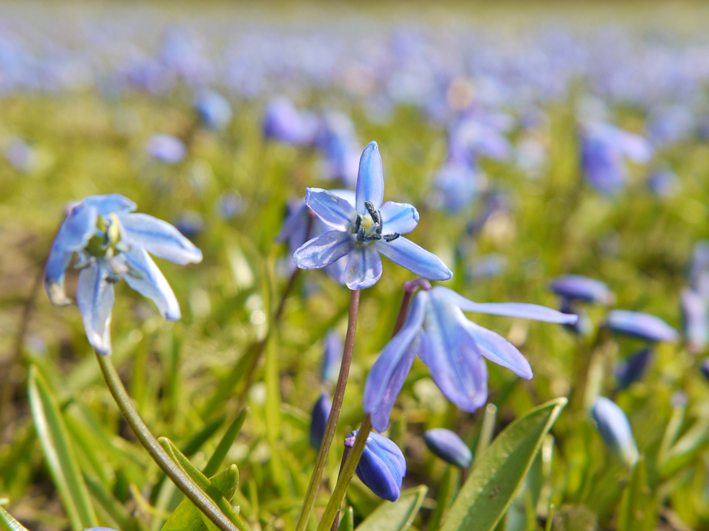 Blausternchen