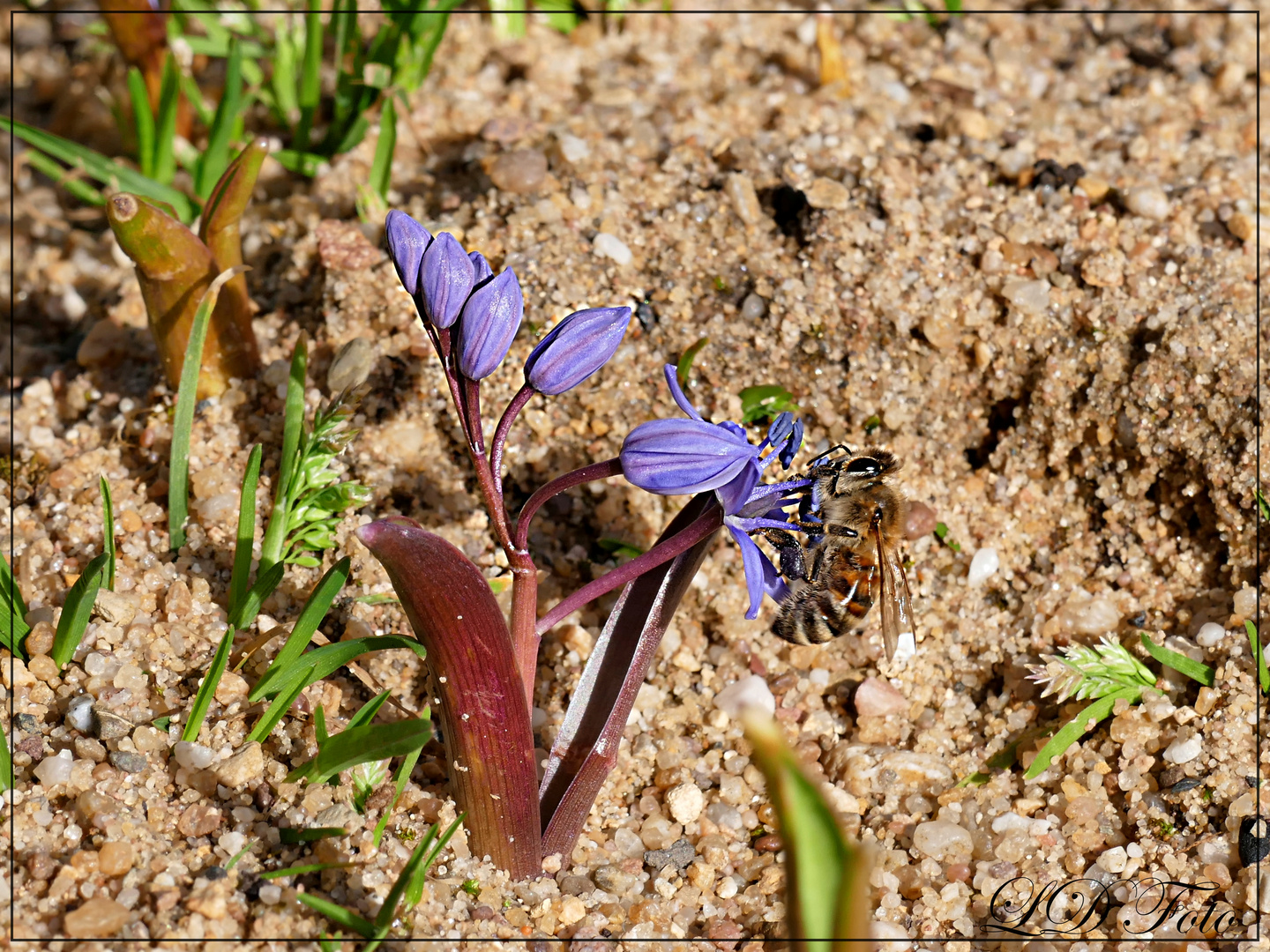 Blausternchen 1.JPG mit Bienchen